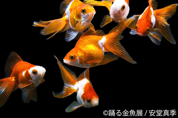 金魚の写真やイラストやグッズを集めた企画展で風鈴なども登場する 踊る金魚展 Ameba News アメーバニュース