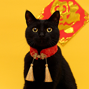 2月22日は猫の日 猫 デザイン特集 Snsでも話題 黒猫のアートな首輪 制作者 木野聡子インタビュー デザインってオモシロイ Mdn Design Interactive