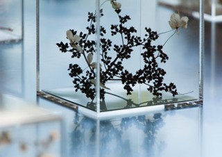 植物などの一種の“標本作品”を展示！澁谷俊彦氏の個展「ホワイトコレクション3」が札幌で開催