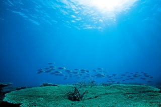 水中写真家の中村征夫氏によるパラオと沖縄の最新作を中心とした写真展「永遠の海」