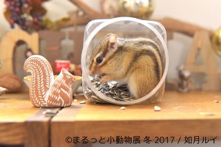 リスやハムスターやハリネズミなど小動物に特化した写真展「まるっと小動物展 冬 2017」