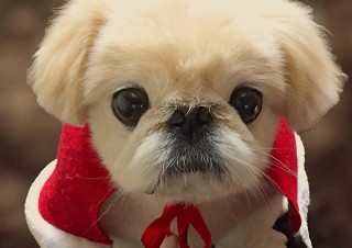 フレンチブルドッグやパグなど“鼻ぺちゃ”の犬に特化した人気の写真展が名古屋でも開催