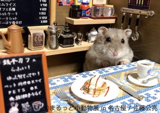 ハムスターやハリネズミやリスなどの小動物に特化した人気の写真展が名古屋で開催