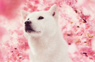 ソフトバンク、亡くなった初代白い犬“カイくん”を偲ぶ「カイくんありがとう展」開催