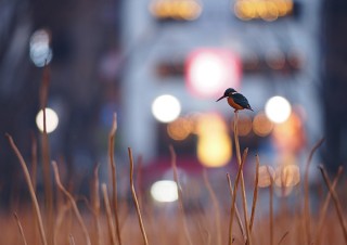 人の暮らしの中にある“鳥風景”を撮影した菅原貴徳氏の写真展「SNAP! BIRDS」