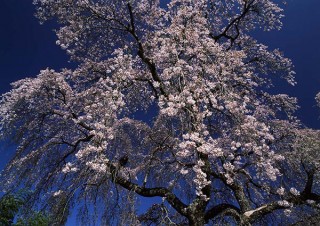 日本の原風景を求めて撮影の旅を続ける風景写真家の竹内敏信氏による個展「日本の桜」