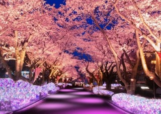 よみうりランド、ライトアップやコースターから夜桜を楽しめるイベントを開催