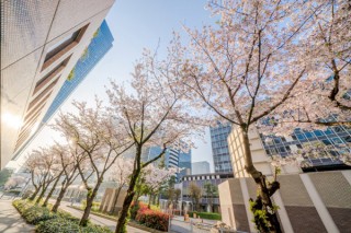 “大阪ダイヤモンド地区”の桜を撮影した写真を募集するフォトコンテストがスタート