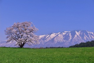 日本各地の桜の写真を募集する「春爛漫！ふるさと桜フォトコンテスト2019」